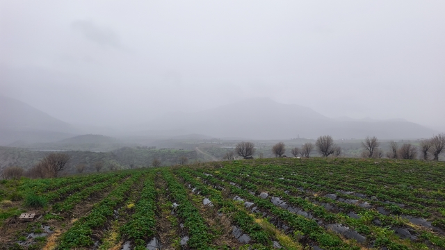 Coğrafi işaretli Sason çileğinde hasat mayısa kaldı