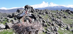 Doğanın uyanışı, Hürmetçi Sazlığı'nda sahneleniyor