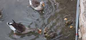 Yeşilırmak Nehri'nin maskotu kaz yavruları beslenme saatinde