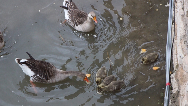 Yeşilırmak Nehri'nin maskotu kaz yavruları beslenme saatinde