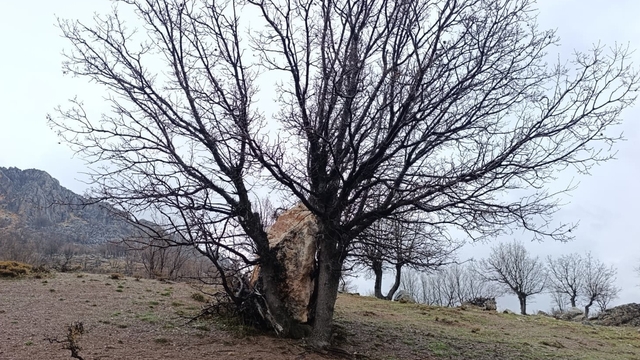 Yuvarlanan kaya parçasını ağaç tuttu