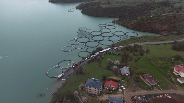 Uzunçayır Baraj Gölü'nde bir ilk: 1 buçuk milyon yavru alabalık su ile buluştu