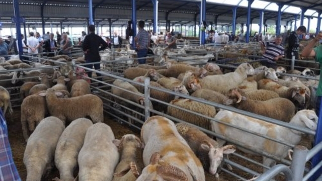 Balıkesir'de Kurban Bayramı öncesi şap alarmı: Hayvan pazarları kapatıldı