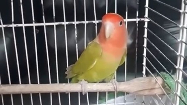 Denizli'de petshop denetiminde 164 hayvana el konuldu