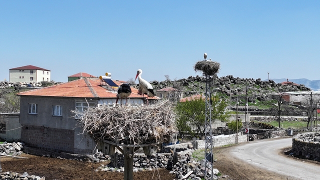 "Baharın müjdecisi" leylekler Hürmetçi Sazlığı'ndaki yuvalarına dönmeye başladı