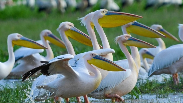 Göç yolundaki pelikan sürüsü, mola verdiği Boğazköy Barajı'nda görüntülendi