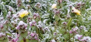 Bolu’da baharda açan çiçekler beyaza büründü