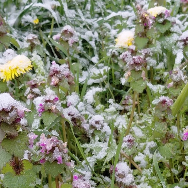 Bolu'da baharda açan çiçekler beyaza büründü