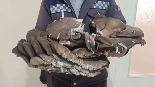 Beyşehir'de doğada bulduğu 10 kiloluk mantar şaşırttı