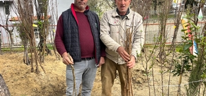 Buldan'ın bereketli toprakları fidanlarla canlanıyor