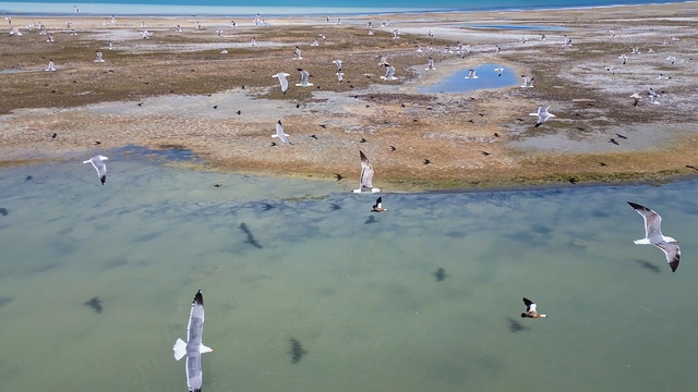 Van Gölü'nde nesli tehlike altındaki Dikkuyruk görüntülendi