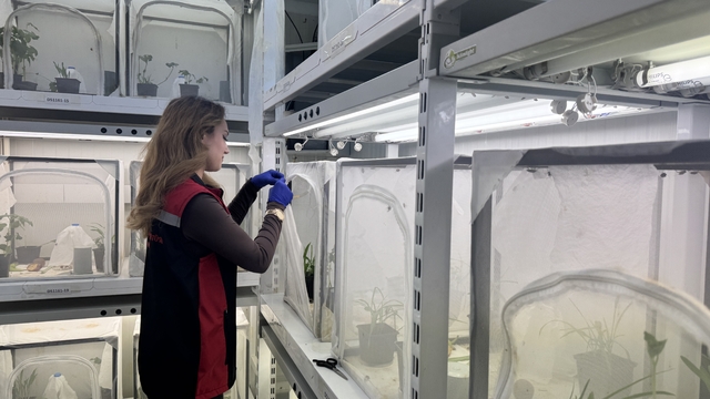 Kahverengi kokarcayla mücadele kapsamında 40 ilde doğaya 1 milyon 650 bin samuray arısı salınacak