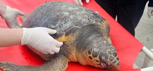 Tekirdağ'da ölü bulunan caretta caretta incelemeye alındı