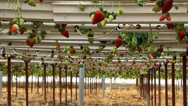 Almanya'da eğitim aldı, Türkiye'de "topraksız" başarıyı yakaladı: Hedef 100 ton çilek
Antalya'da topraksız tarım ile üretilen çilekler dünya pazarına açıldı