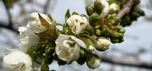 Salihli’de ‘Monilya’ tehlikesi