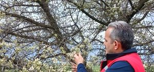 Zirai don olaylarına karşı meyve bahçelerinde kontroller sürüyor