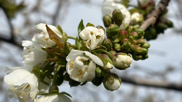 Salihli'de 'Monilya' tehlikesi