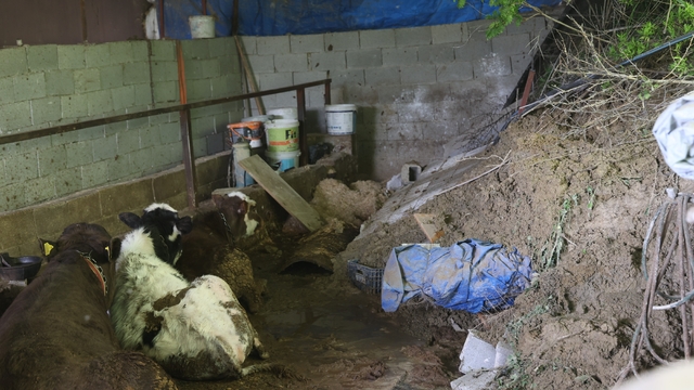Hatay'da heyelanda önü toprakla dolan ahırda hayvanlar mahsur kaldı