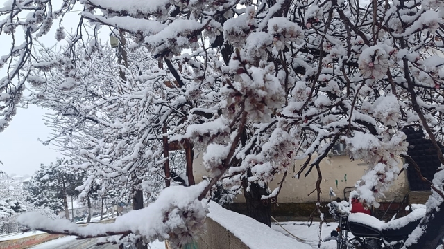 Çiçek açan ağaçlar yağan karla beyaza büründü