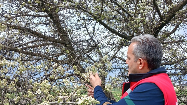 Zirai don olaylarına karşı meyve bahçelerinde kontroller sürüyor