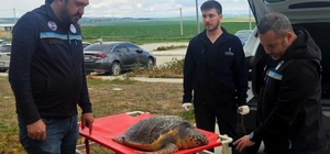 Tekirdağ'da balıkçıların ağına ölü caretta takıldı