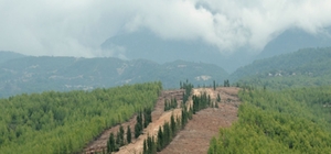 Ormanlarda yeni dönem: Daha dirençli, daha güçlü