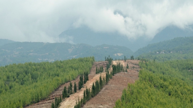 Ormanlarda yeni dönem: Daha dirençli, daha güçlü