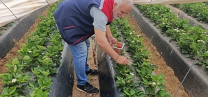Köşk’te çilekte pestisit denetimi sürüyor