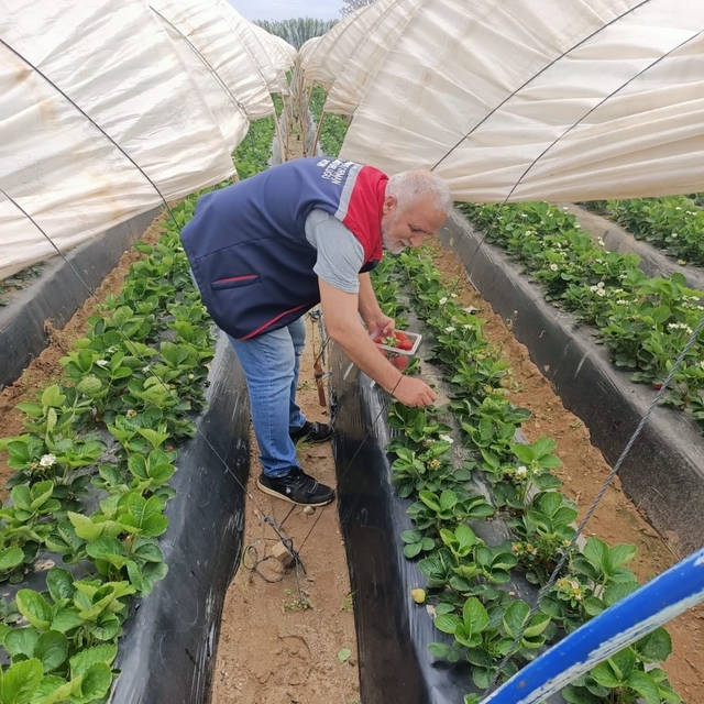 Köşk'te çilekte pestisit denetimi sürüyor