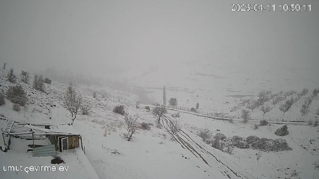 Köye inen kurt sürüsü kameraya yansıdı