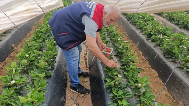 Köşk'te çilekte pestisit denetimi sürüyor