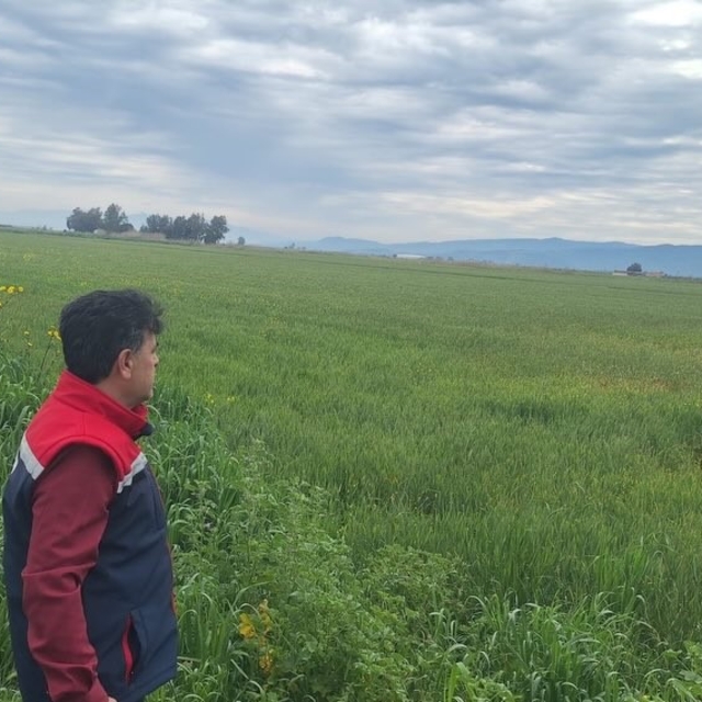 Söke'de hububat ekili araziler denetlendi