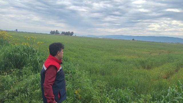 Söke'de hububat ekili araziler denetlendi