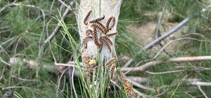 Çam kese böceğine karşı doğaya 'terminatör böcek' salındı