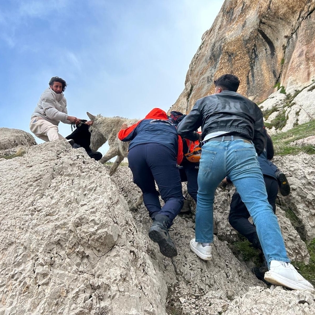 Van'da kayalıklarda mahsur kalan eşek kurtarıldı