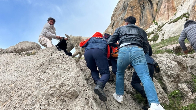 Van'da kayalıklarda mahsur kalan eşek kurtarıldı