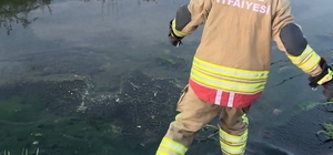 Düzce'de itfaiye ekipleri kanaldan çıkardıkları 2 kedi yavrusunu kalp masajıyla kurtardı