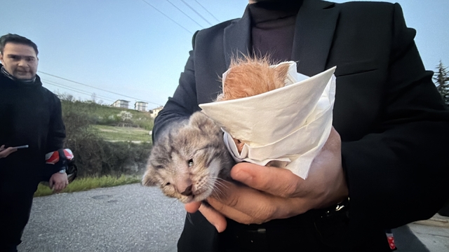 Küçük kızın duyarlılığı sayesinde 2 yavru kedi kurtarıldı
İtfaiye ekiplerinin kalp masajıyla kediler hayata döndü