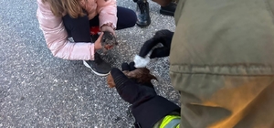 Kanala düşen iki yavru kedi kalp masajıyla hayata döndü