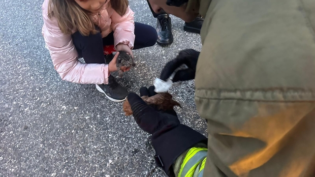 Kanala düşen iki yavru kedi kalp masajıyla hayata döndü