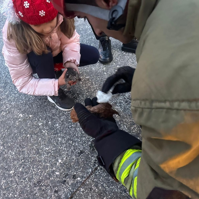 Kanala düşen iki yavru kedi kalp masajıyla hayata döndü