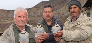 Erzurum Oltu’da 350 kınalı keklik halkalandı