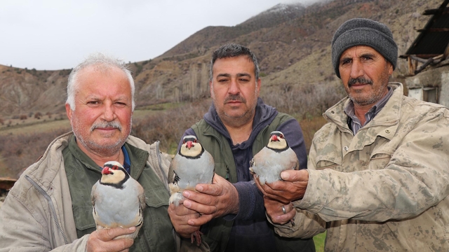 Erzurum Oltu'da 350 kınalı keklik halkalandı