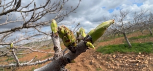 Antep fıstığının sürgün gelişiminde karagöz kurdu ve kabuklu bit riski