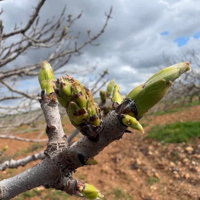 Antep fıstığının sürgün gelişiminde karagöz kurdu ve kabuklu bit riski