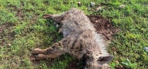 Köpeklerin saldırdığı sırtlan telef oldu