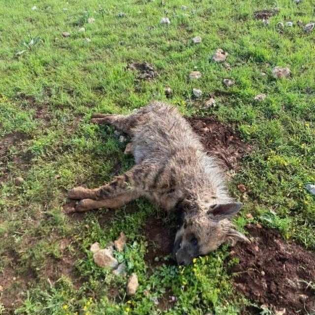 Köpeklerin saldırdığı sırtlan telef oldu