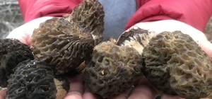 Bin 800 rakımlı dağlardan toplanıp kilosu bin 500 liradan satılıyor Nisan yağmurlarıyla birlikte sedir ve ladin ağaçlarının bulunduğu nemli ve yüksek alanlarda yetişiyor Toroslar'da "Kuzugöbeği mantarı" mesaisi başladı