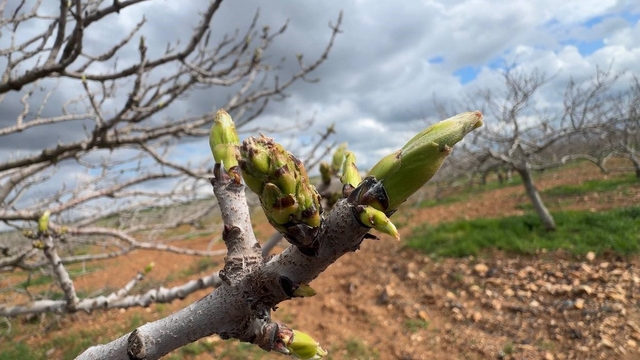 Antep fıstığının sürgün gelişiminde karagöz kurdu ve kabuklu bit riski
