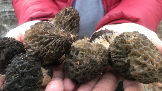 Bin 800 rakımlı dağlardan toplanıp kilosu bin 500 liradan satılıyor
Nisan yağmurlarıyla birlikte sedir ve ladin ağaçlarının bulunduğu nemli ve yüksek alanlarda yetişiyor
Toroslar'da "Kuzugöbeği mantarı" mesaisi başladı